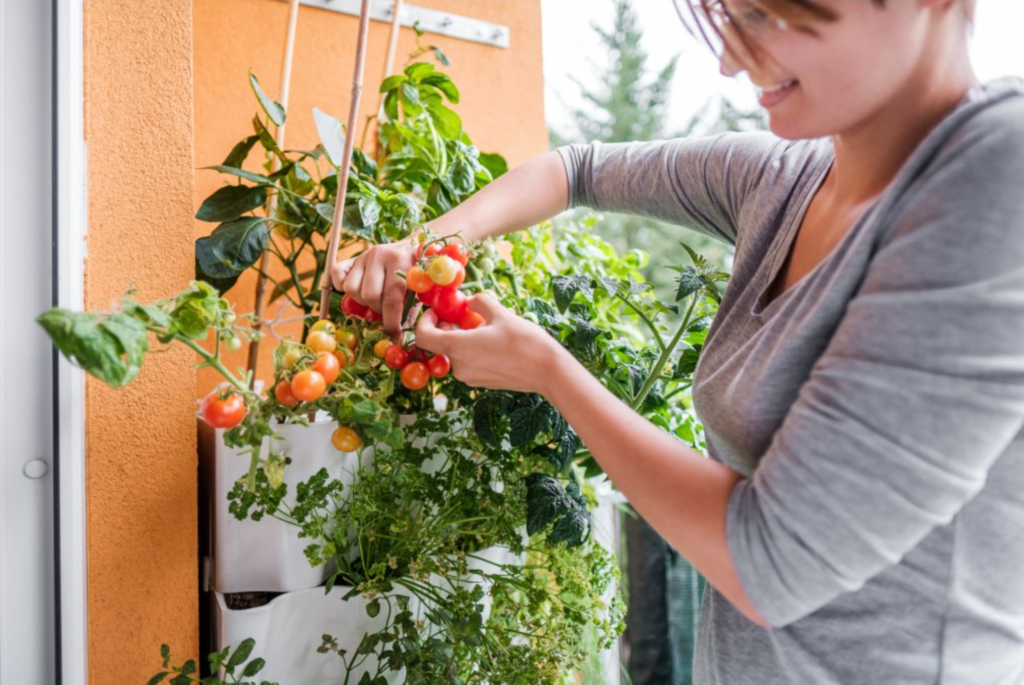 Český výrobek Berdík umožňuje snadné pěstování zeleniny na balkoně a postará se i o bioodpad z kuchyně