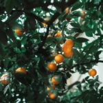 Španělské město Sevilla vytváří elektřinu ze spadlých pomerančů