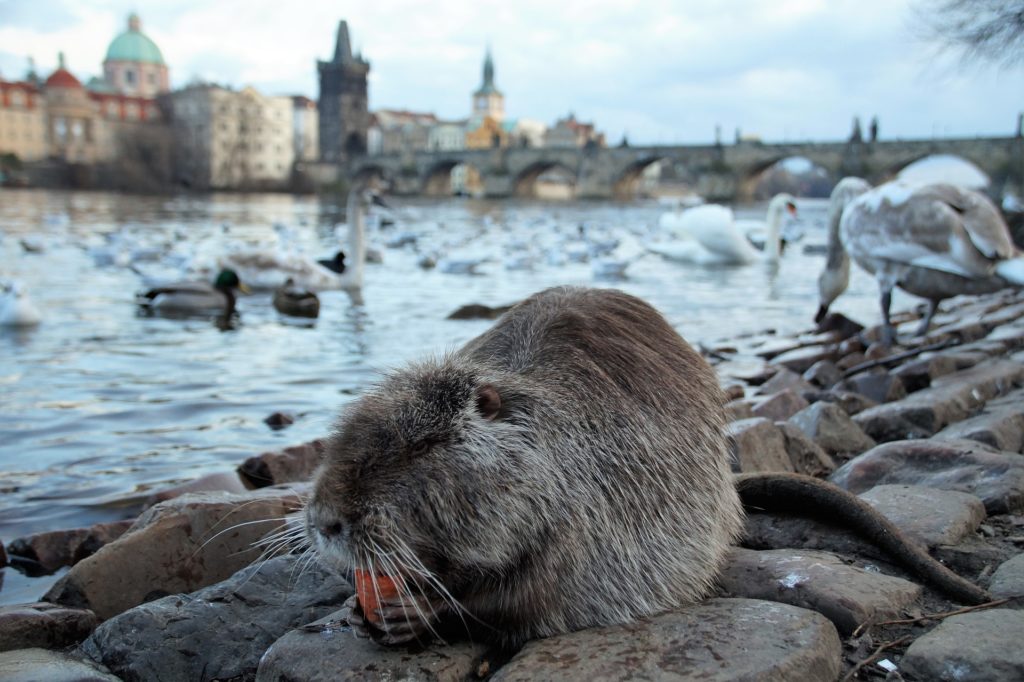 Pozor na nutrie!