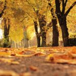 Podzim začíná, svoz bioodpadu v metropoli pokračuje