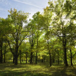 Věděli jste, že některé stromy čistí vzduch lépe než jiné?