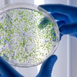 Plasty jako „pochoutka“ pro mikroby