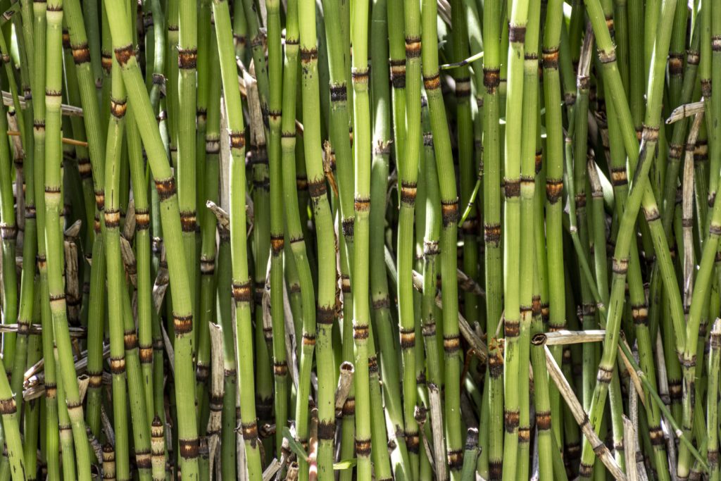 Bambus jako nový hrdina obnovitelných zdrojů energie
