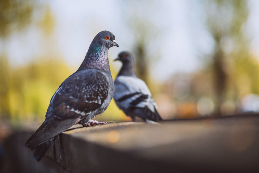 Ve městech může být dobře lidem i holubům