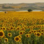 pexels-merictuna-30374750