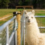pexels-nc-farm-bureau-mark-20692815