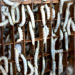 pexels-quang-nguyen-vinh-222549-4543864 (1)