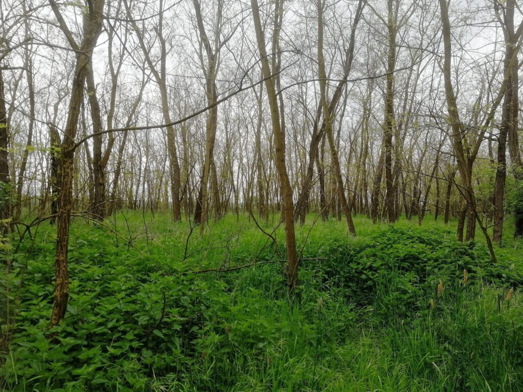 Brouci se vracejí, rostliny váhají: Hlavní město již více jak 20 let bojuje proti invaznímu akátu