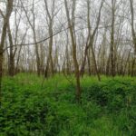 Podrost akátin je chudý, přežívají tu hlavně rostliny jako kopřiva nebo svízel, které snesou nadbytek živin